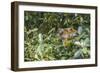 Mother common squirrel monkey (Saimiri sciureus) with infant in the trees on the Nauta Cao, Loreto,-Michael Nolan-Framed Photographic Print