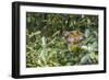 Mother common squirrel monkey (Saimiri sciureus) with infant in the trees on the Nauta Cao, Loreto,-Michael Nolan-Framed Photographic Print