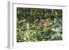 Mother common squirrel monkey (Saimiri sciureus) with infant in the trees on the Nauta Cao, Loreto,-Michael Nolan-Framed Photographic Print