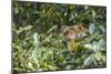 Mother common squirrel monkey (Saimiri sciureus) with infant in the trees on the Nauta Cao, Loreto,-Michael Nolan-Mounted Photographic Print