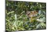 Mother common squirrel monkey (Saimiri sciureus) with infant in the trees on the Nauta Cao, Loreto,-Michael Nolan-Mounted Photographic Print