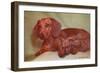 Mother Dachshund and Two Pups-null-Framed Art Print