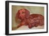 Mother Dachshund and Two Pups-null-Framed Art Print