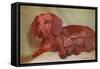 Mother Dachshund and Two Pups-null-Framed Stretched Canvas
