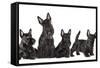 Mother Dogs and Puppies Breed Scotch Terrier-Lilun-Framed Stretched Canvas