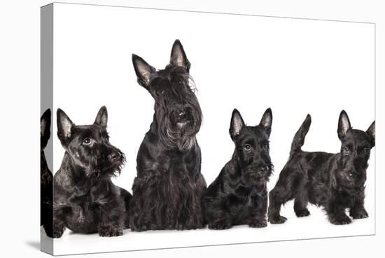 Mother Dogs and Puppies Breed Scotch Terrier-Lilun-Stretched Canvas