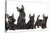 Mother Dogs and Puppies Breed Scotch Terrier-Lilun-Stretched Canvas