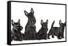 Mother Dogs and Puppies Breed Scotch Terrier-Lilun-Framed Stretched Canvas