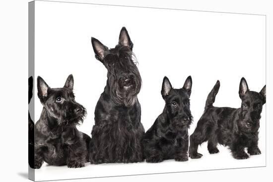 Mother Dogs and Puppies Breed Scotch Terrier-Lilun-Stretched Canvas