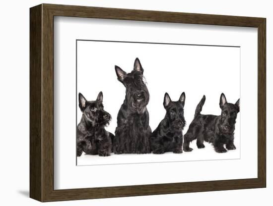 Mother Dogs and Puppies Breed Scotch Terrier-Lilun-Framed Photographic Print