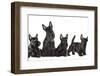 Mother Dogs and Puppies Breed Scotch Terrier-Lilun-Framed Photographic Print