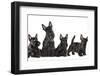 Mother Dogs and Puppies Breed Scotch Terrier-Lilun-Framed Photographic Print