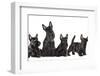 Mother Dogs and Puppies Breed Scotch Terrier-Lilun-Framed Photographic Print