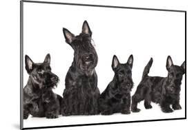 Mother Dogs and Puppies Breed Scotch Terrier-Lilun-Mounted Photographic Print