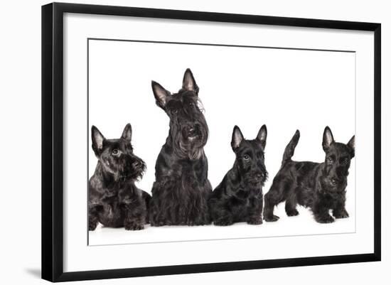 Mother Dogs and Puppies Breed Scotch Terrier-Lilun-Framed Photographic Print