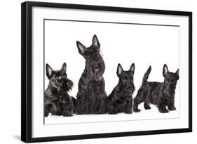 Mother Dogs and Puppies Breed Scotch Terrier-Lilun-Framed Photographic Print