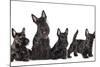 Mother Dogs and Puppies Breed Scotch Terrier-Lilun-Mounted Photographic Print