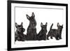 Mother Dogs and Puppies Breed Scotch Terrier-Lilun-Framed Photographic Print