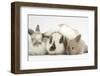 Mother Domestic Rabbit and Two Babies-Mark Taylor-Framed Photographic Print