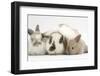 Mother Domestic Rabbit and Two Babies-Mark Taylor-Framed Photographic Print