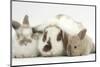 Mother Domestic Rabbit and Two Babies-Mark Taylor-Mounted Photographic Print