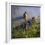 Mother Duck and Family I-Alan Hausenflock-Framed Premium Photographic Print