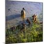 Mother Duck and Family I-Alan Hausenflock-Mounted Premium Photographic Print