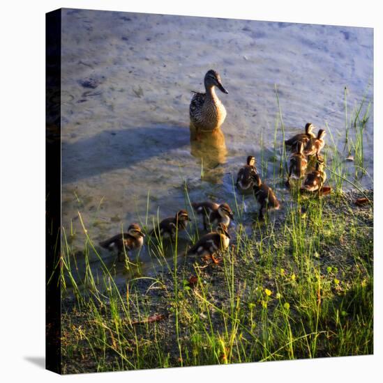 Mother Duck and Family I-Alan Hausenflock-Stretched Canvas