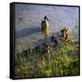 Mother Duck and Family I-Alan Hausenflock-Framed Stretched Canvas