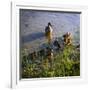 Mother Duck and Family I-Alan Hausenflock-Framed Photographic Print