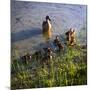 Mother Duck and Family I-Alan Hausenflock-Mounted Photographic Print