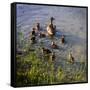 Mother Duck and Family II-Alan Hausenflock-Framed Stretched Canvas