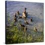 Mother Duck and Family II-Alan Hausenflock-Stretched Canvas