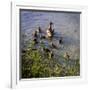 Mother Duck and Family II-Alan Hausenflock-Framed Photographic Print