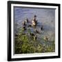 Mother Duck and Family II-Alan Hausenflock-Framed Photographic Print