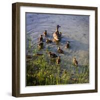 Mother Duck and Family II-Alan Hausenflock-Framed Photographic Print