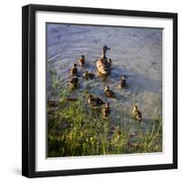 Mother Duck and Family II-Alan Hausenflock-Framed Photographic Print