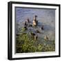 Mother Duck and Family II-Alan Hausenflock-Framed Photographic Print