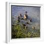 Mother Duck and Family II-Alan Hausenflock-Framed Photographic Print