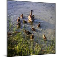 Mother Duck and Family II-Alan Hausenflock-Mounted Photographic Print