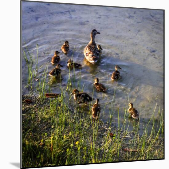 Mother Duck and Family II-Alan Hausenflock-Mounted Photographic Print