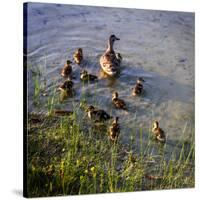 Mother Duck and Family II-Alan Hausenflock-Stretched Canvas