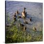 Mother Duck and Family II-Alan Hausenflock-Stretched Canvas