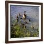 Mother Duck and Family II-Alan Hausenflock-Framed Photographic Print