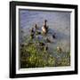 Mother Duck and Family II-Alan Hausenflock-Framed Photographic Print