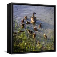 Mother Duck and Family II-Alan Hausenflock-Framed Stretched Canvas