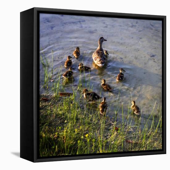 Mother Duck and Family II-Alan Hausenflock-Framed Stretched Canvas