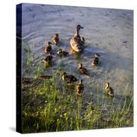 Mother Duck and Family II-Alan Hausenflock-Stretched Canvas