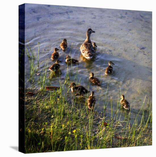 Mother Duck and Family II-Alan Hausenflock-Stretched Canvas