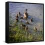 Mother Duck and Family II-Alan Hausenflock-Framed Stretched Canvas